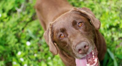 Шоколадов Лабрадор