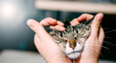 галене на котка