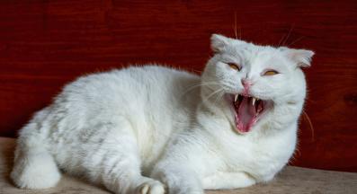 котка се прозява