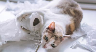 Домашна котка