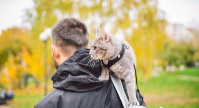 Котка навън