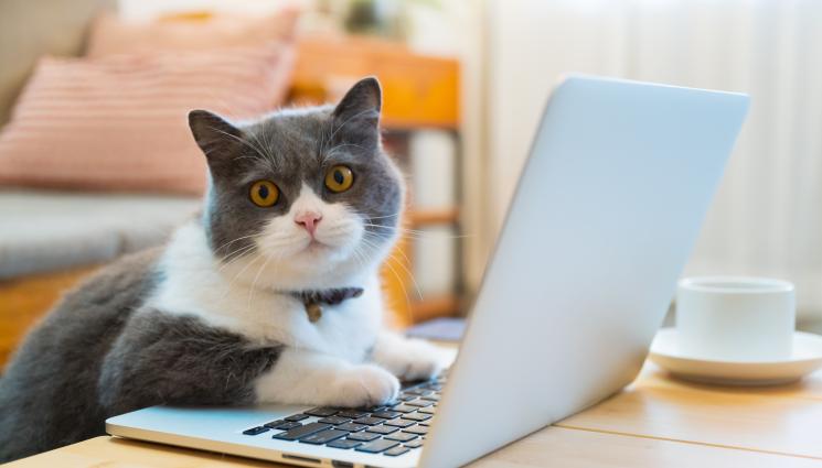 котка - ЩО ЗА КЪСМЕТ: Уволниха жена от работа, след като котката й пусна имейл от нейно име!