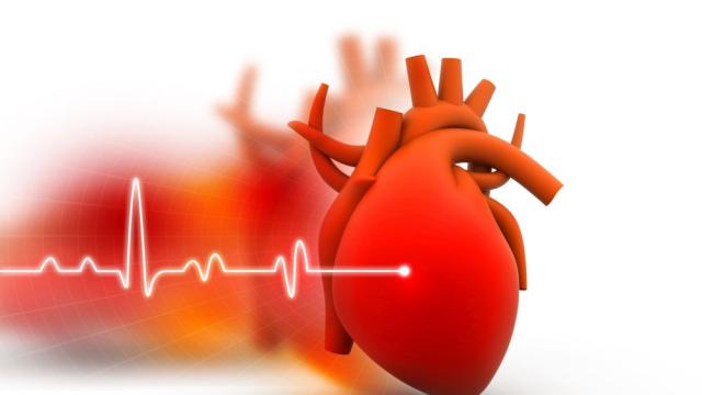 Човешкото сърце може да възстанови мускулни клетки след сърдечен удар