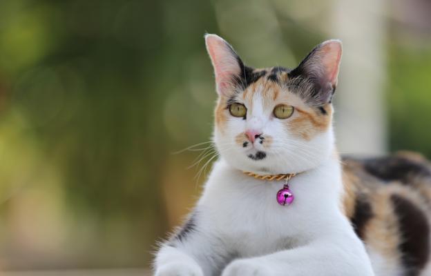 Котка навън