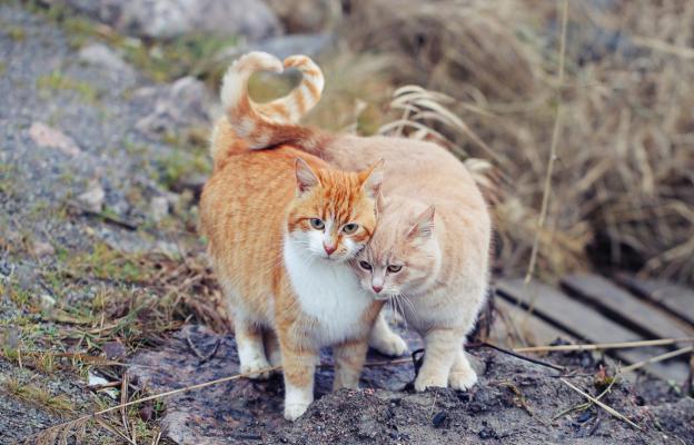 Котка навън