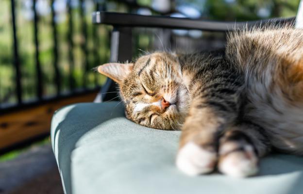 Котка навън