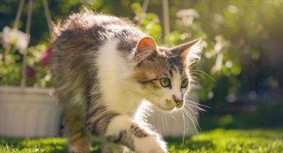 Котка навън