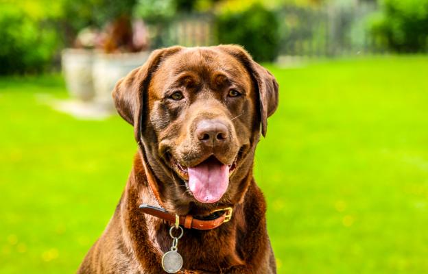Шоколадов лабрадор