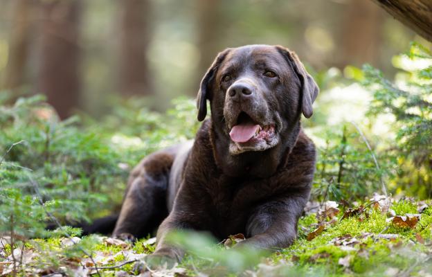 Шоколадов лабрадор