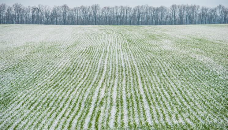 житни - Агро Телеграф: Студът повреди житните в Северозапада