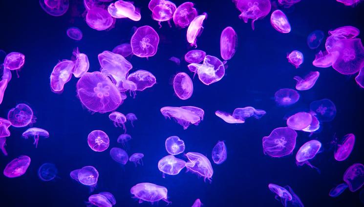 медуза - ПАЗЕТЕ СЕ: Морето изхвърля токсични мекотели!