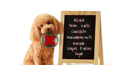 куче токсични храни