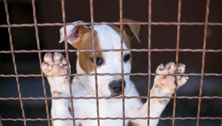 питбул - Осъдиха русенец, осакатил с ножица и брадва куче