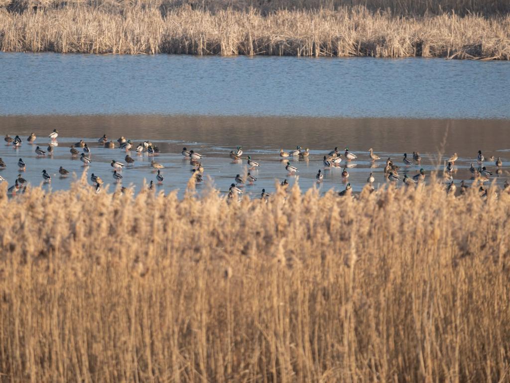 Среднозимно преброяване на зимуващите водолюбиви птици