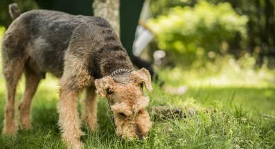 куче яде трева