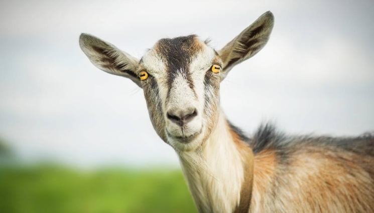 коза - Нова атракция в Борисовата: Терапия с гушкане на козички!