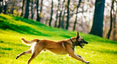 Белгийска овчарка Малиноа