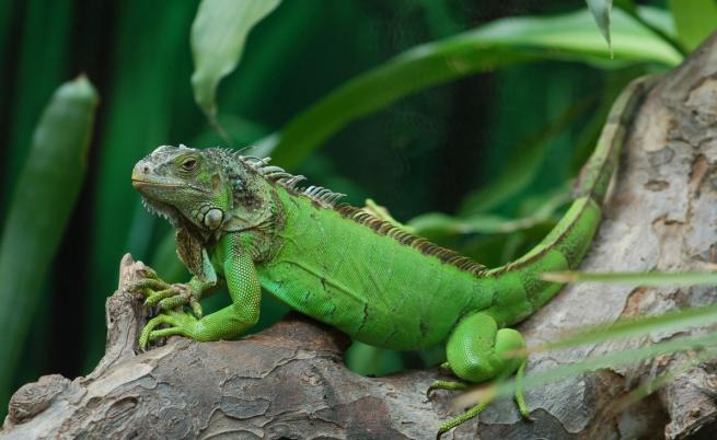Тайван планира масово умъртвяване на 120 000 игуани