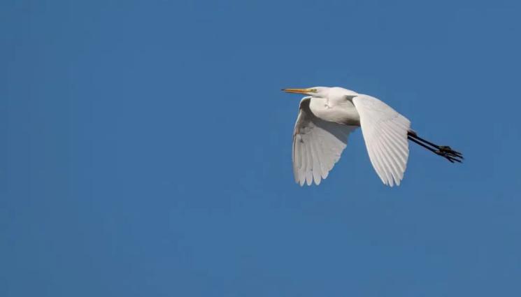 д - Преброиха водолюбивите птици - 90 вида и 249 958 пернати зимуват у нас