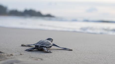 костенурка