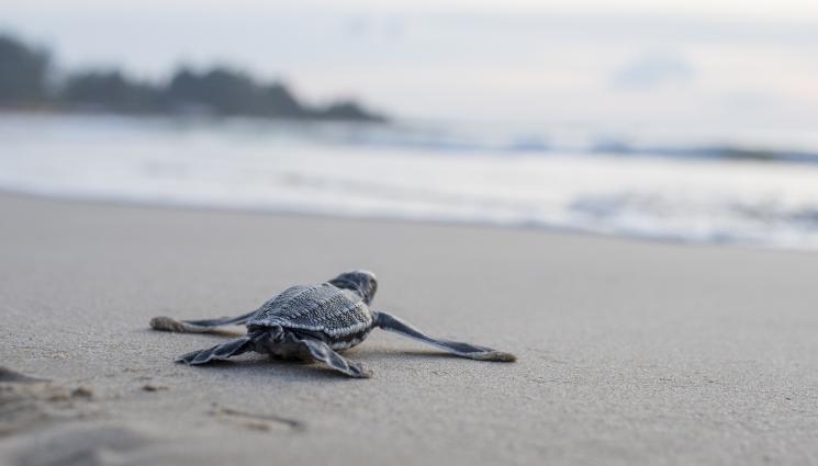 костенурка - РЯДКО ЯВЛЕНИЕ: Излюпи се костенурка албинос! (СНИМКИ)