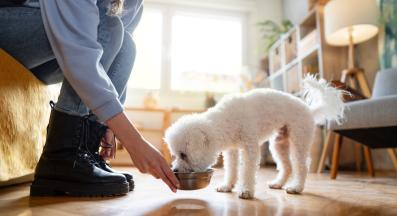 куче пие вода