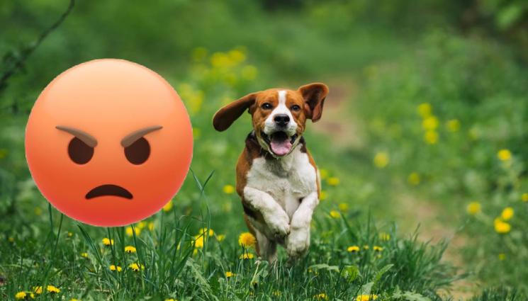 куче - УЖАСЯВАЩА ГЛЕДКА: Трупове на кучета разтърсиха наш град!