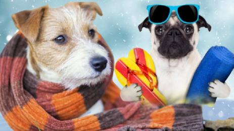 топло студено