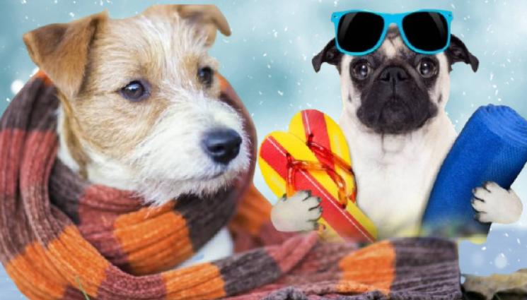 топло студено - СУХО И СТУДЕНО: Затопля се за Трифон Зарезан!