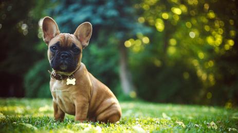 френски булдог