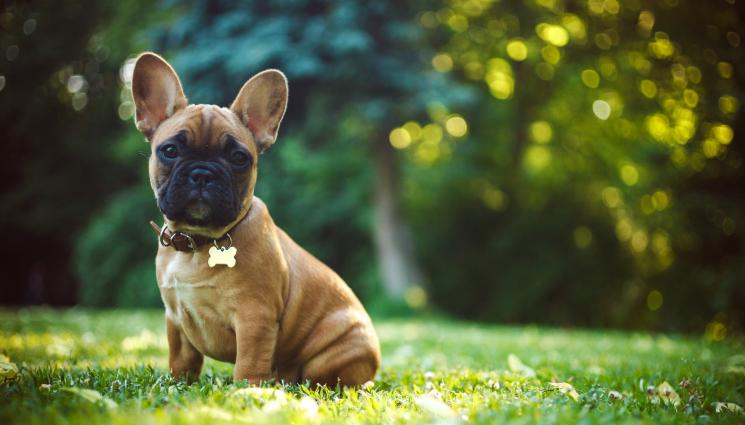 френски булдог - Снимка на булдог провали международна наркосделка