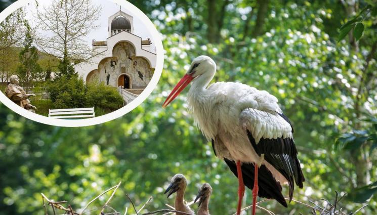 щъркели рупите - КРАЙ ХРАМА НА ВАНГА: Рупите стават парк за щъркели