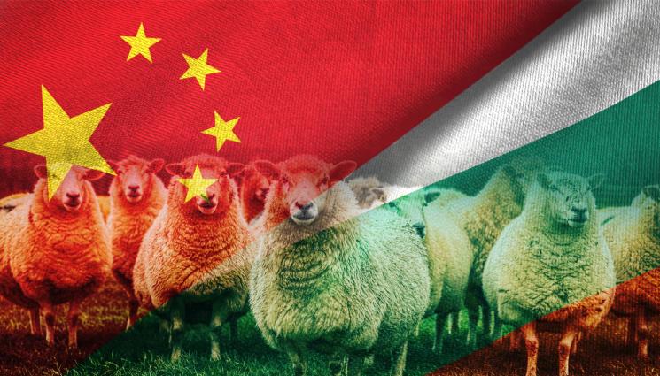 китай българия овце - Китай забрани вноса на овце от България!