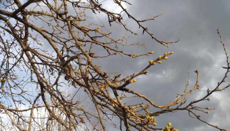 овошки - Агро Телеграф: Опасност да цъфнат овошките