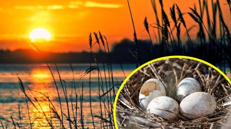 гнездо яйца