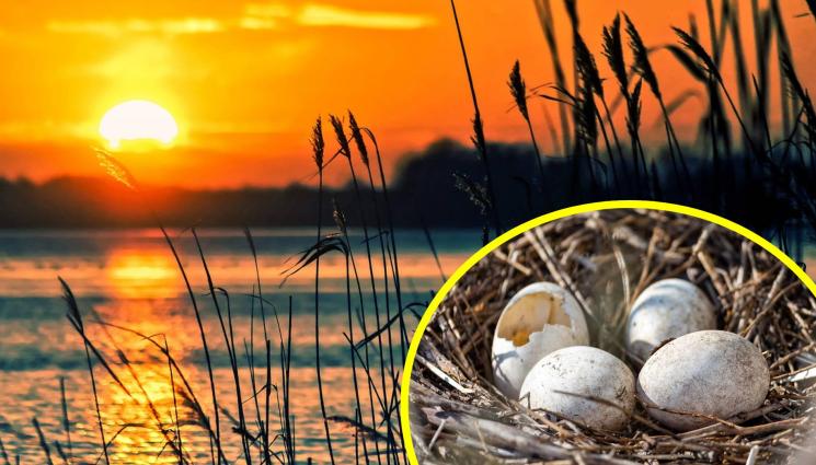 гнездо яйца - СЛЕД 80 ГОДИНИ: Изчезваща птица сви гнездо у нас! (СНИМКИ)