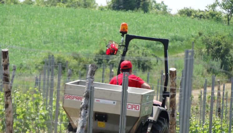 лоза - Агро Телеграф: Лози от Санторини допълзяха в България