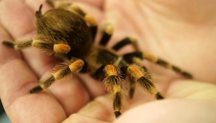 тарантула - ГАД И СМРАД НА ЛЕТИЩЕТО: Спипаха 1500 отровни тарантули, маскирани като бисквити! (СНИМКИ)