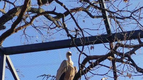 лешояди яйца Стара Загора