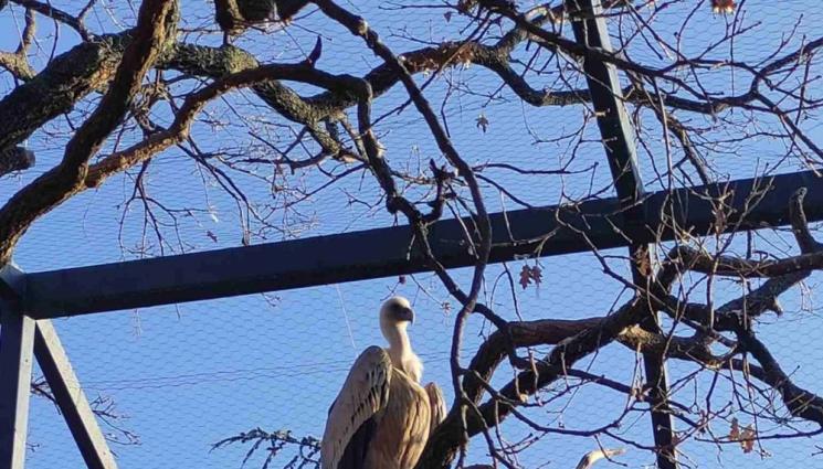 лешояди яйца Стара Загора - Двете двойки лешояди на зоопарка в Стара Загора очакват поколение (СНИМКИ)