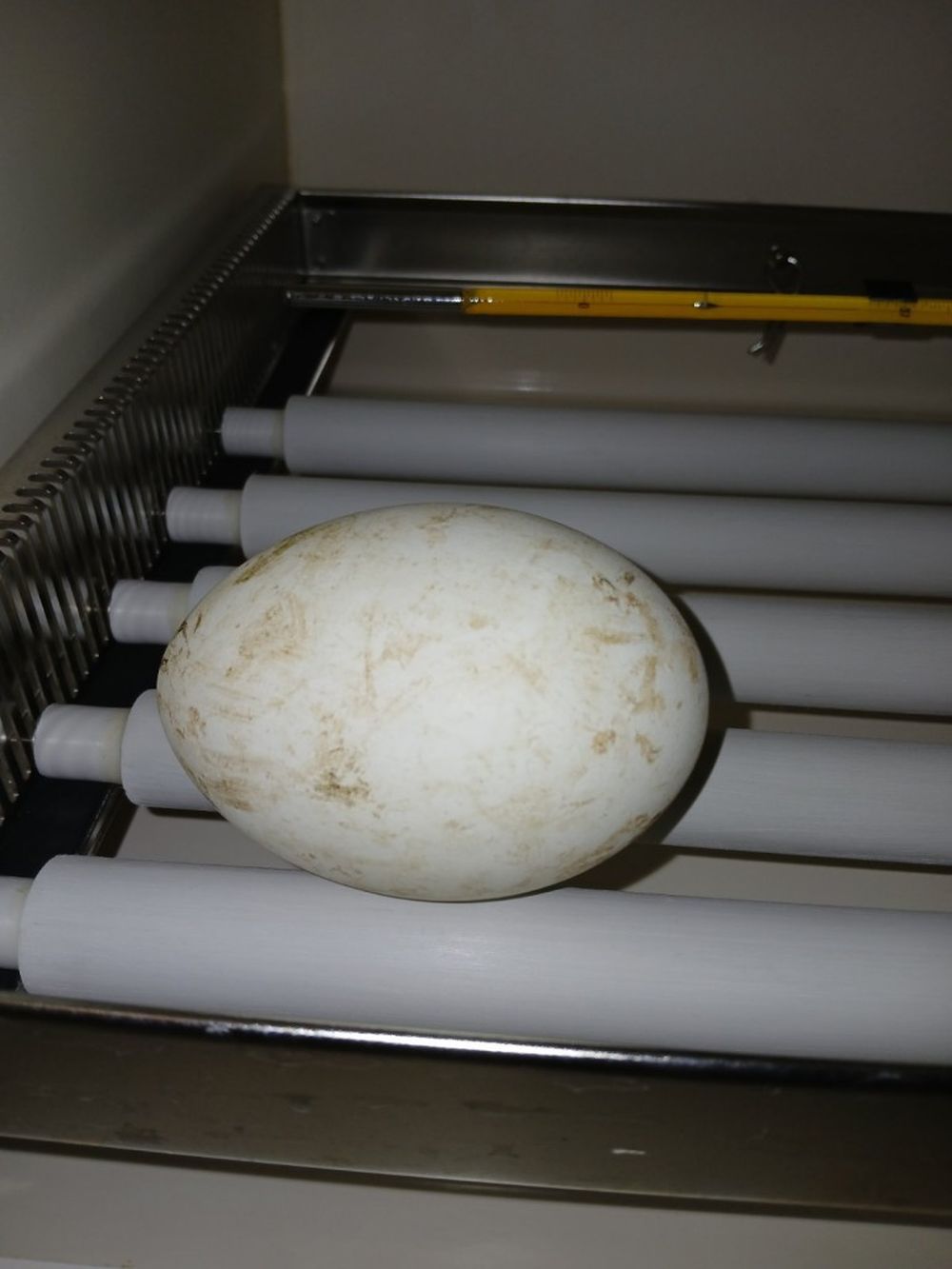 лешояди яйца Стара Загора