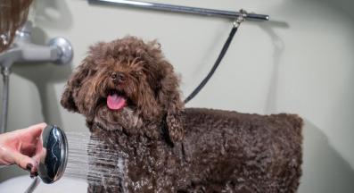 кученце баня