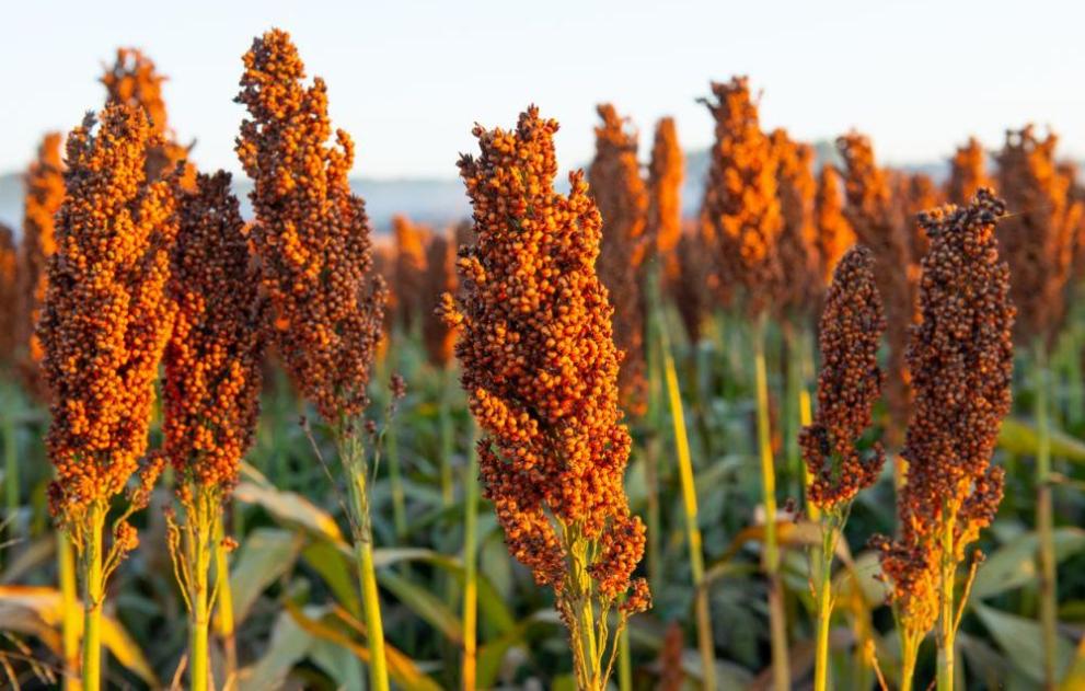 Култивираното сорго е растение от семейство Житни, характерно за Африка