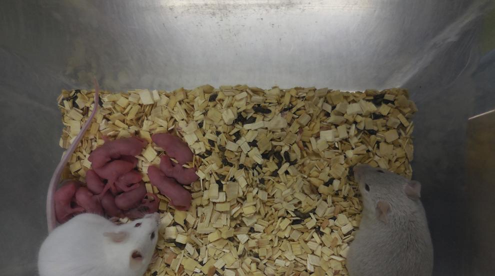 Учени създадоха мишка от двама бащи по нов метод