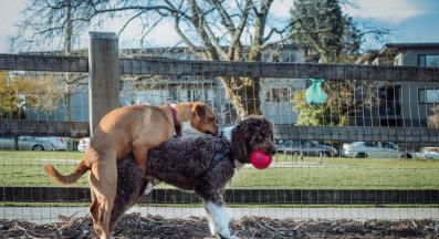 куче разгонване