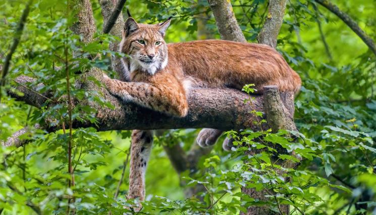 рис - Филмът „Рис“ разкрива съдбата на изчезналия хищник в България и неговото завръщане