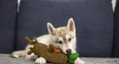 кученце зъби