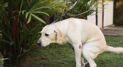 куче изпражнения