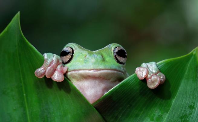 Странният експеримент от 1997 г., който накара жаба да левитира