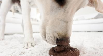 куче изпражнения